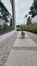 Котка на гранитна плоча