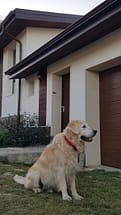 Куче Чопър