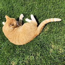 Котка на двора