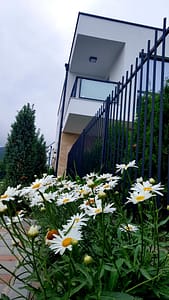Градина с маргаритки. Бриз Варна