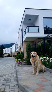 Куче Чопър на тротоар. Бриз Варна
